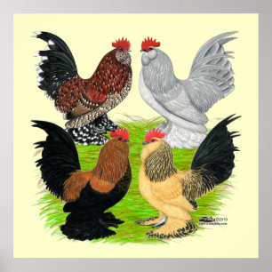 Affiches D'Uccles quatre coqs