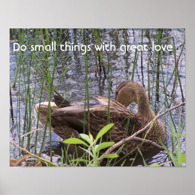 Affiches Duck Preening in the Reed (Devant)