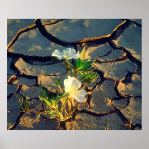 Affiches Dune Primrose growing out of Cracked Mud