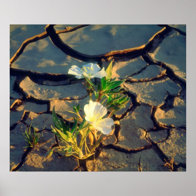 Affiches Dune Primrose growing out of Cracked Mud (Devant)