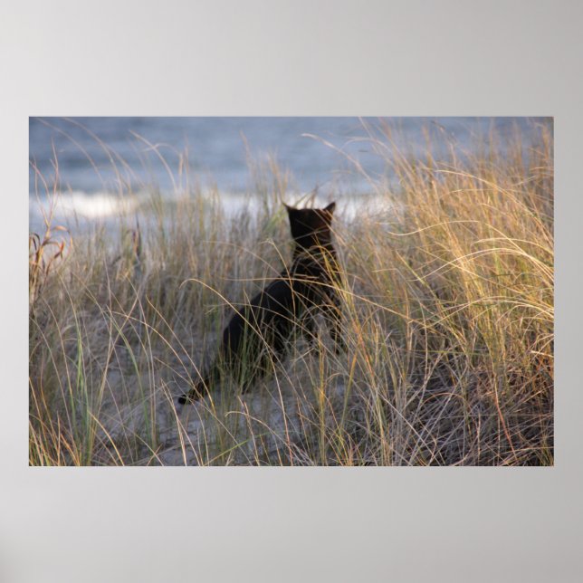 Affiches Dunes Kitty (Devant)