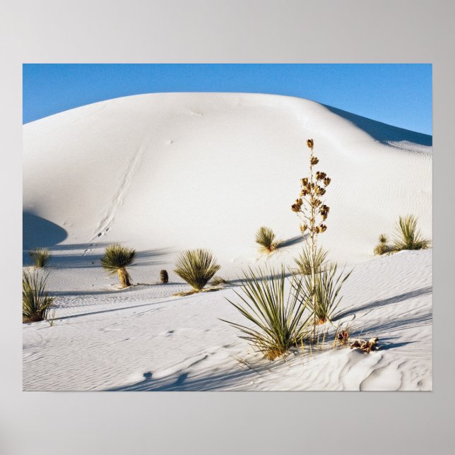 Affiches Dunes transversales et Yucca Soaptree (Devant)