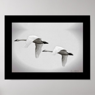 Affiches Duo de cygne