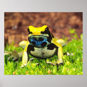 Affiches Dyeing Poison Frog, Dendrobates tinctorius,