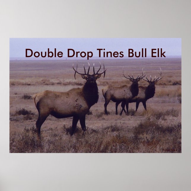 Affiches E19 Tines à double goutte d'Elk Bull (Devant)