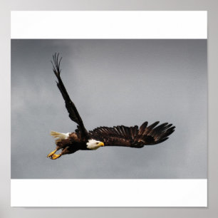 Affiches Eagle chauve