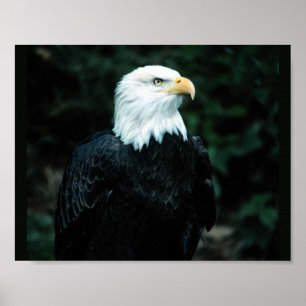 Affiches Eagle chauve