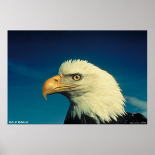 Affiches Eagle chauve