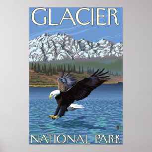 Affiches Eagle chauve plongeant - parc national de glacier,