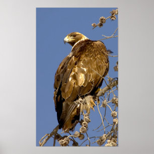 Affiches Eagle d'or dans Yellowstone