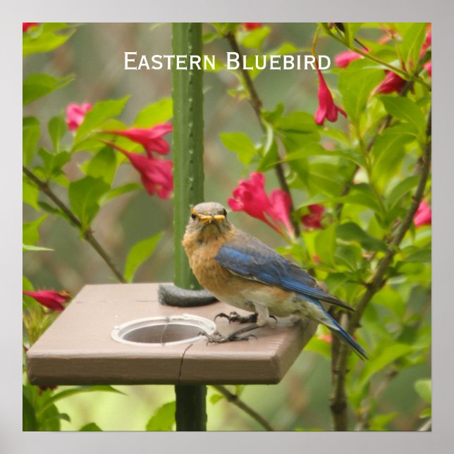 Affiches Eastern Bluebird (Devant)
