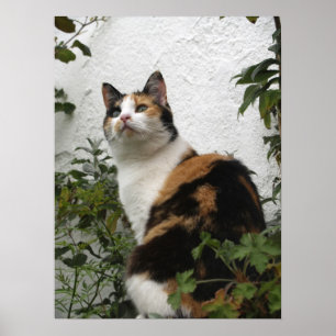 Affiches Écaille et chat blanc