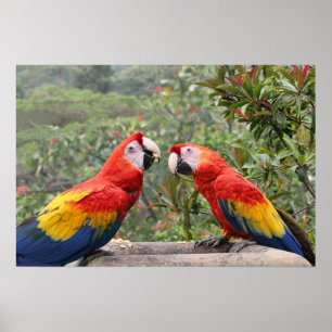 Affiches Écarlate Mackaws