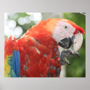 Affiches écarlate pied macaw