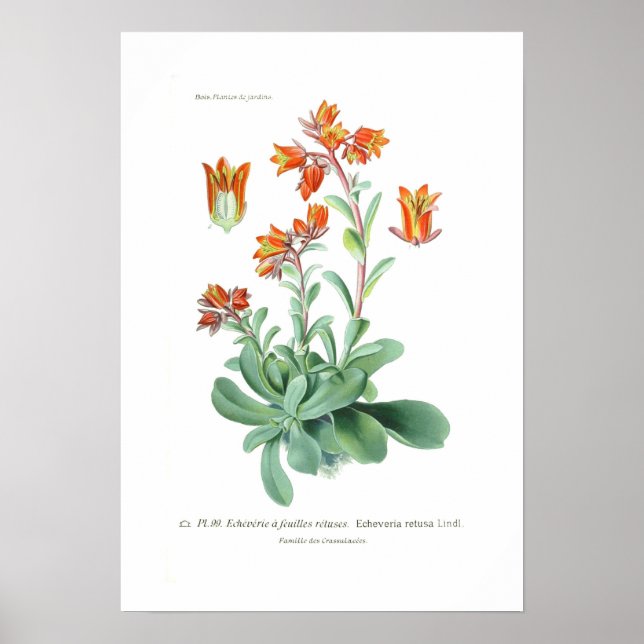 Affiches Echeveria retusa (Devant)