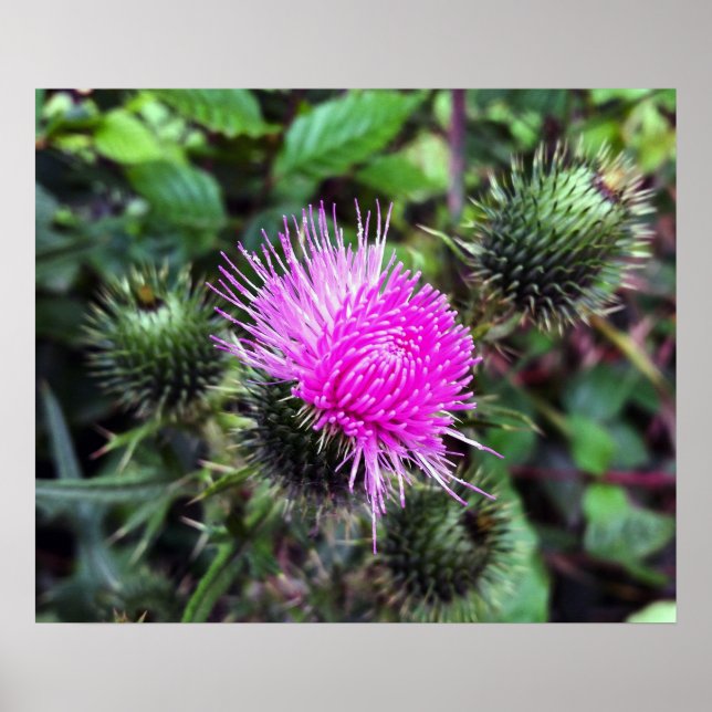 Affiches éclatement rose (Devant)