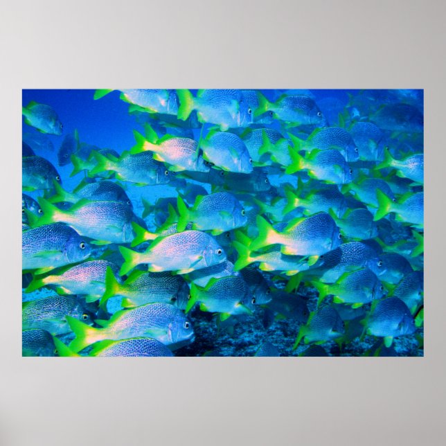 Affiches École des Snappers (Devant)