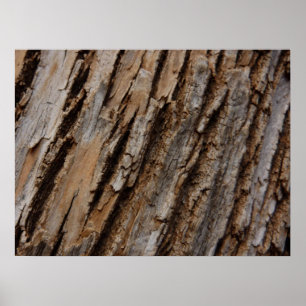 Affiches Écorce d'arbre I Dessin texturé abstrait naturel
