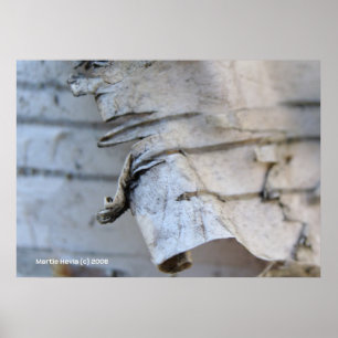 Affiches Écorce de bouleau