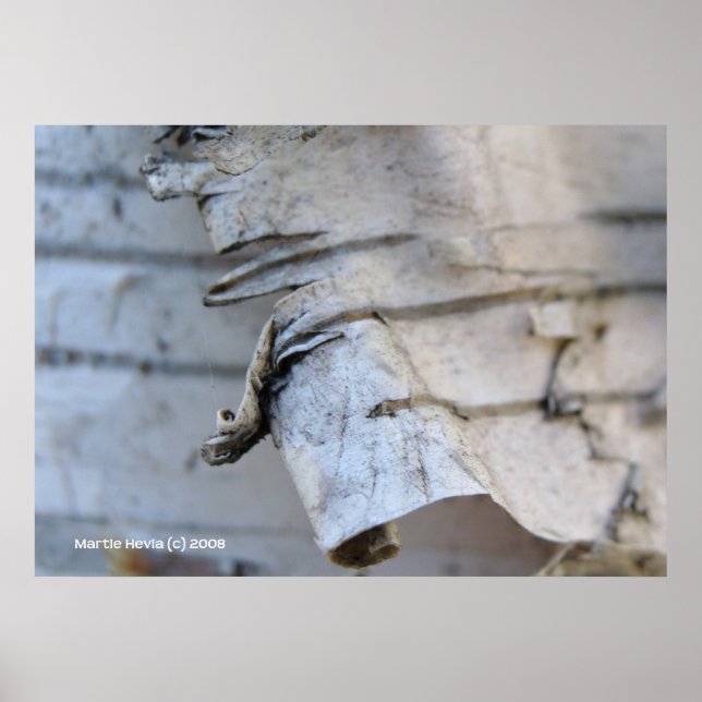 Affiches Écorce de bouleau (Devant)