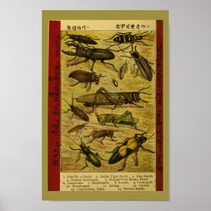 Affiches Écorces d'insectes vintages Histoire naturelle Imp