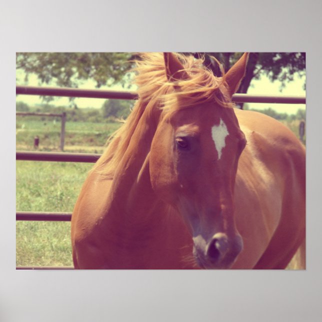 Affiches Ecosse Soft Focus (Devant)