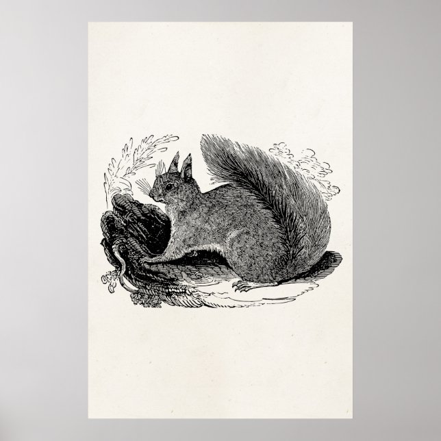 Affiches Écureuil d'Europe vintage des années 1800 (Devant)