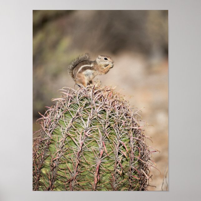 Affiches Écureuil sur cactus tonneau (Devant)