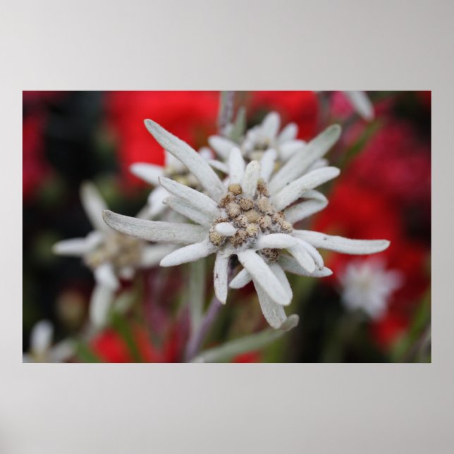Affiches Edelweiss (Devant)