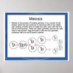 Affiches Éducation, science, méiose