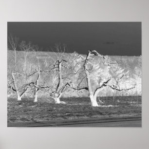Affiches Eerie Apple Trees Nature Imprimer