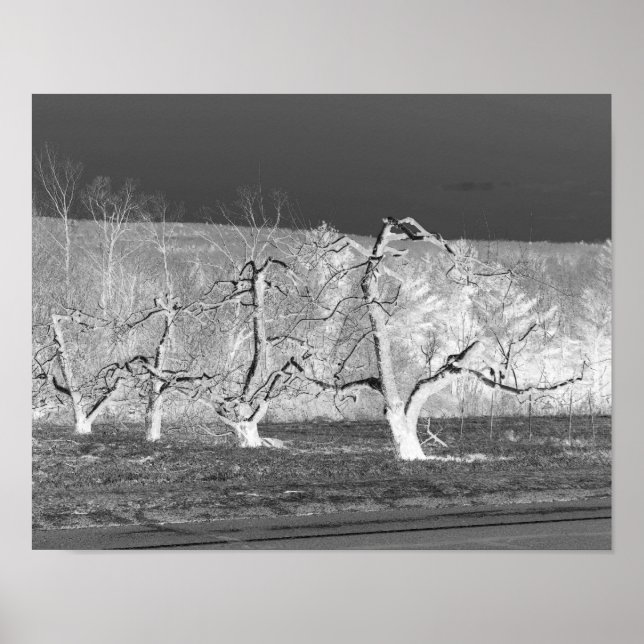 Affiches Eerie Apple Trees Nature Imprimer (Devant)