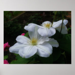 Affiches Effet Orton Clematis blanc doux