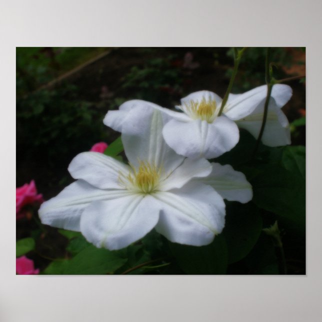 Affiches Effet Orton Clematis blanc doux (Devant)