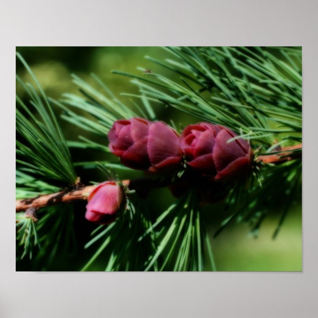 Affiches Effet Orton de cônes de pin miniature pour bébé (Devant)