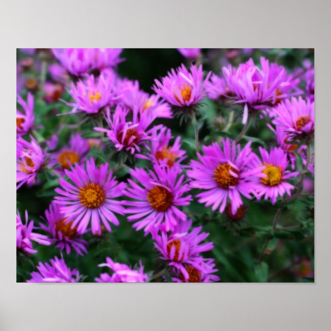 Affiches Effet Orton Fleurs d'aster rose d'automne (Devant)