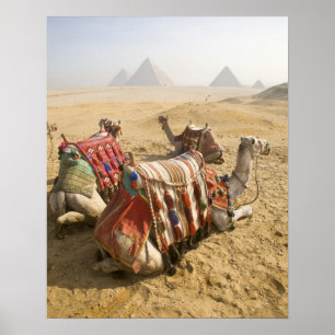 Affiches Égypte, Le Caire. Chameaux au repos