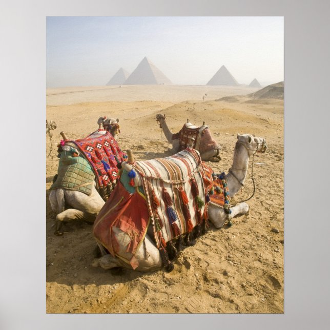Affiches Égypte, Le Caire. Chameaux au repos (Devant)