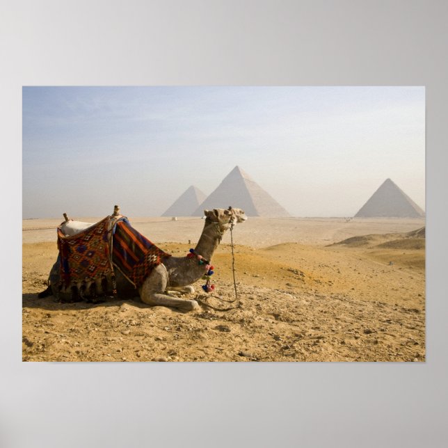 Affiches Égypte, Le Caire. Un chameau solitaire (Devant)