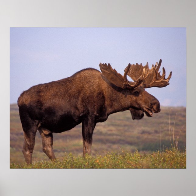 Affiches élan, Alces alces, taureau avec grands bois (Devant)