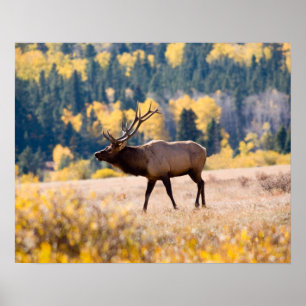 Affiches Élan dans le parc national de Rocky Mountain, Colo