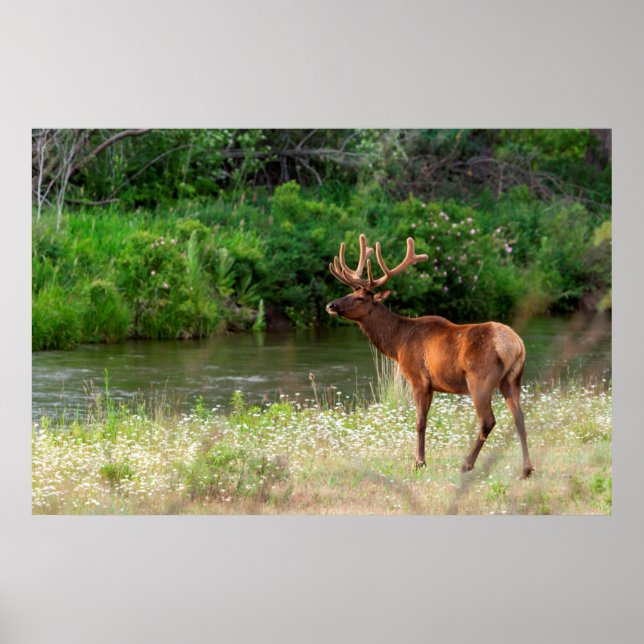 Affiches Élan mâle dans le National Bison Range, Montana 2 (Devant)