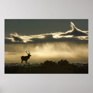 Affiches élans dans le rmnp en fer à cheval de parc