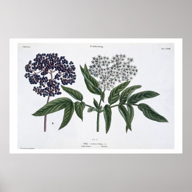 Affiches Elder, fig. 13 de "The Young Landsman", publie (Devant)