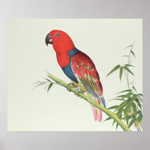 Affiches Electus Parrot, on a bamboo shoot