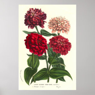Affiches Elegans de Zinnia/Zinnias communs par Van Houtte