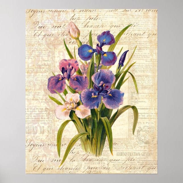 Affiches Élégant Irises Vintage rose et violet (Devant)