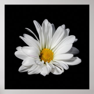 Affiches Elegant White Daisy Flower