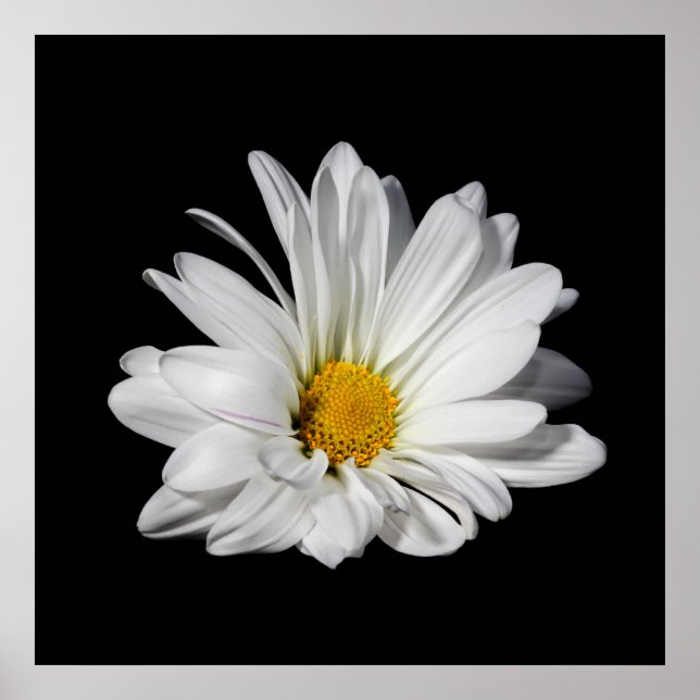 Affiches Elegant White Daisy Flower (Devant)