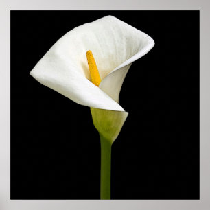 Affiches Elégante Cala Lily
